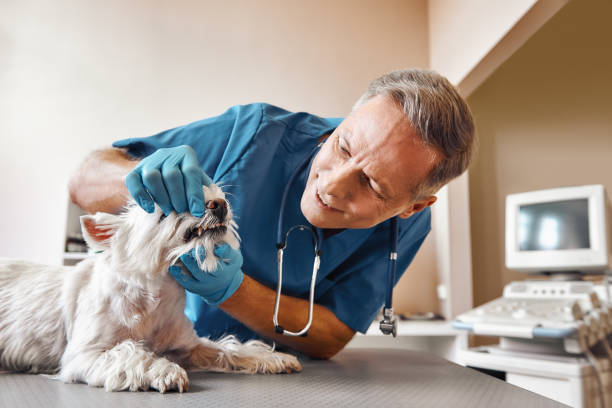 Best Urgent Dental Care  in Wolfe City, TX